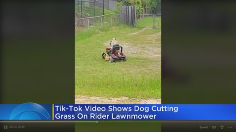 Social Awareness With Brad: TikTok video shows dog cutting grass on