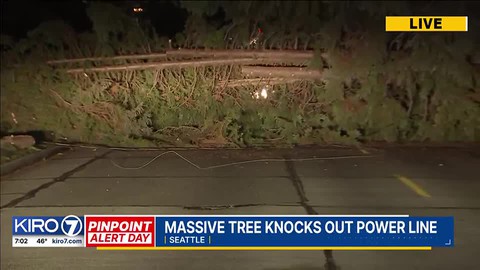 Fallen tree knocks out power in Seattle | Haystack News