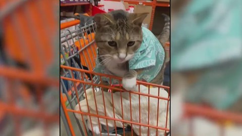 Home Depot cat who wears shirts goes viral | Haystack News