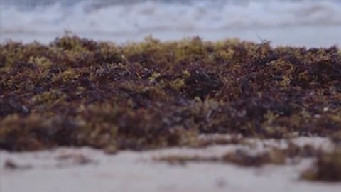 Massive seaweed blob poses risk to Florida beaches | Haystack News